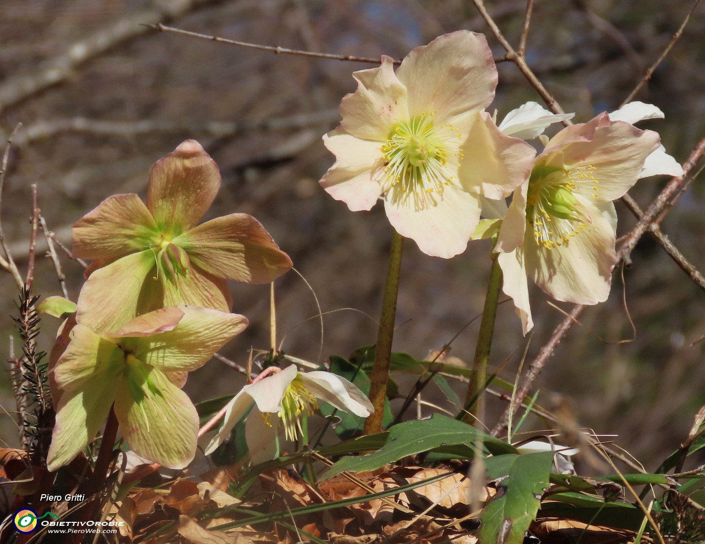 55 Helleborus niger (Ellebori) verso la fruttescenza.JPG